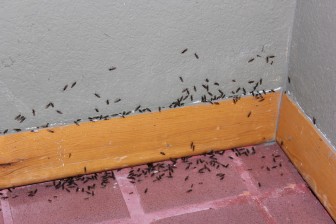 08_22_2013_cancer_funny_bucket_list_ants